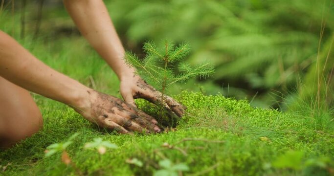 Close-up of hands working with young pine tree and Soil around Sapling. Enriching future forests. Woman cares and supports plant on early stages of growth.