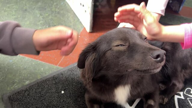 close up children petting a black dog