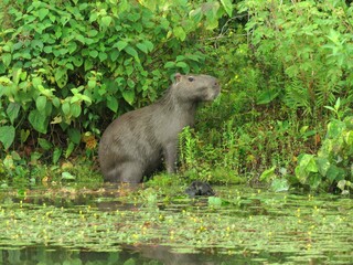 Capybara (Hydrochoerus hydrochaeris) in North of Mato Grosso, Brazil