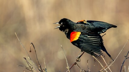 Red-winged blackbird