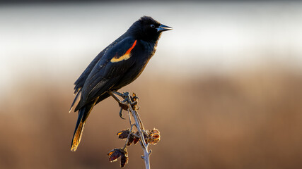 Red-winged blackbird
