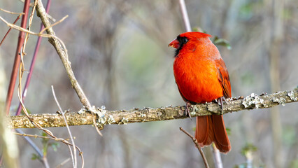 Cardinal