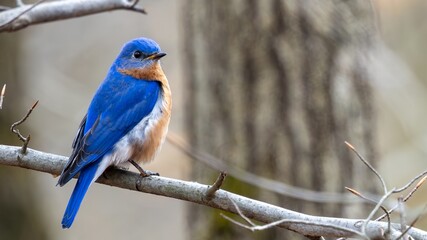 Bluebird