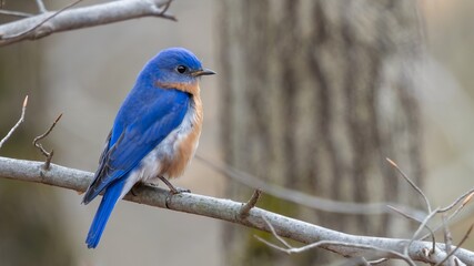 Bluebird