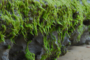 Bright green moss growing on the side of a limestone cliff wall.