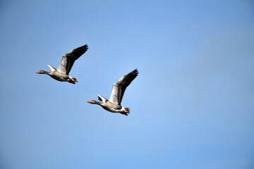 Zwei Dauer Partner wie im Märchen: Wildgänse seitlich im Flug vor blauem wolkenlosem Himmel in der Luft zu Pfingsten auf dem Bauernhof.