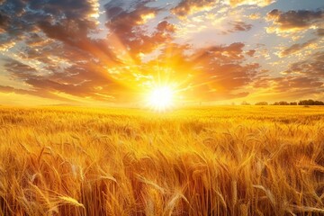 Golden wheat field at sunrise, morning sun rays, cloudy sky, idyllic rural landscape - obrazy, fototapety, plakaty