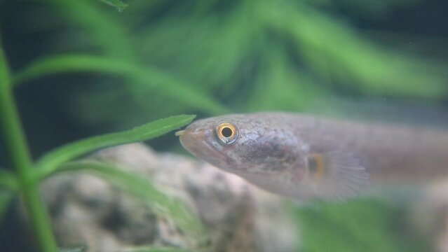 The Javanese snakehead fish, or Channa striata, known locally as ikan gabus or ikan kotes, inhabits freshwater bodies like rivers and swamps. It feeds on smaller fish, insects, and aquatic invertebrat
