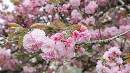 Fiori rosa sull'albero.