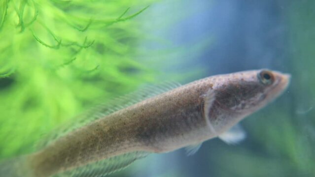 The Javanese snakehead fish, or Channa striata, known locally as ikan gabus or ikan kotes, inhabits freshwater bodies like rivers and swamps. It feeds on smaller fish, insects, and aquatic invertebrat