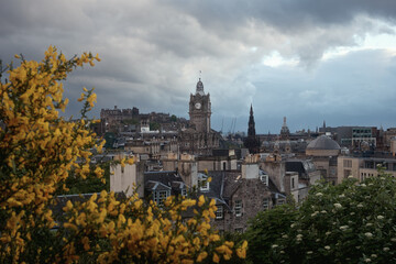 View of Edinburgh city at sunset from Calton Hill. A flowering bush of Scotch broom in the foreground. Edinburgh, Scotland, United Kingdom