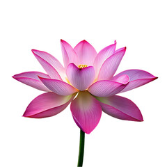 Water lily flower png isolated on transparent background
