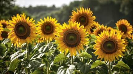 Fototapeta premium Blooming sunflower crop field