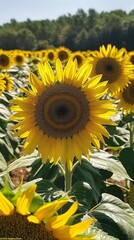 Obraz premium Sunflower growing field