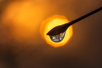 Frozen drop of water on a bud with the rising sun in the background