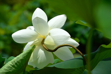 Fototapeta premium ハスの花