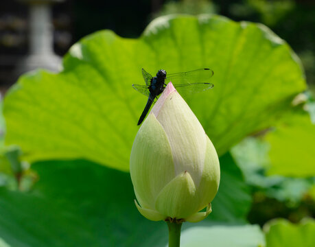 トンボとハスの花」の写真素材 | 1,068件の無料イラスト画像 | Adobe Stock