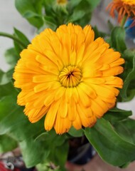beautiful calendula flower