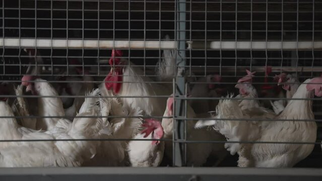 Many White chickens growing at the industrial poultry bird layer farm. White chicken birds looking out the steel cages. Multiple White chicken birds walking inside the barred enclosure.