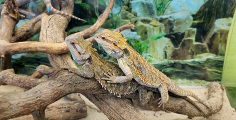 Two brown lizards of the Agamaceae family are sitting in a terrarium on dry branches.