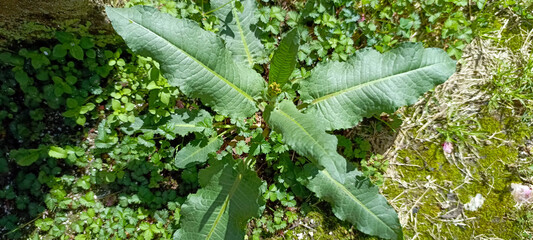 Rumex crispus, the curly dock, curled dock or yellow dock, a perennial flowering plant