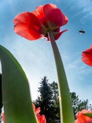 Red tulips at the sunny spring day - 778518274