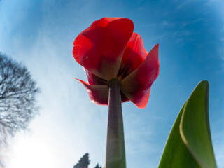 Red tulips at the sunny spring day - 778518403
