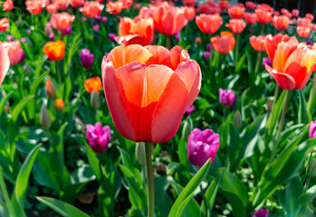 Red tulips at the sunny spring day - 778518487