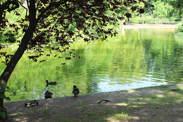 Ducks relaxing by a pond