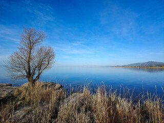 landscape with lake and trees