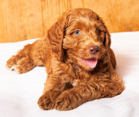 Cute red headed puppy 2
