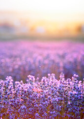Lavender bushes closeup on sunset. Sunset gleam over purple flowers of lavender. Provence region of...