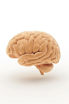 A brain is shown in a 3D image, with a focus on the top of the head