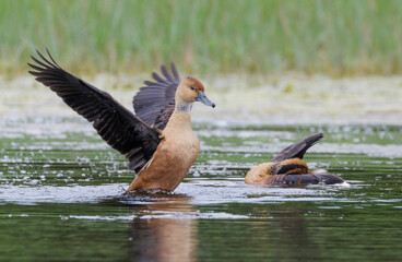 Fulvous Whistling Duck (Dendrocygna bicolor) splashing wings during migration, Galveston, Texas,...