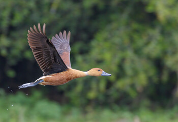 Fulvous Whistling Duck (Dendrocygna bicolor) flying against green trees, Galveston, Texas.