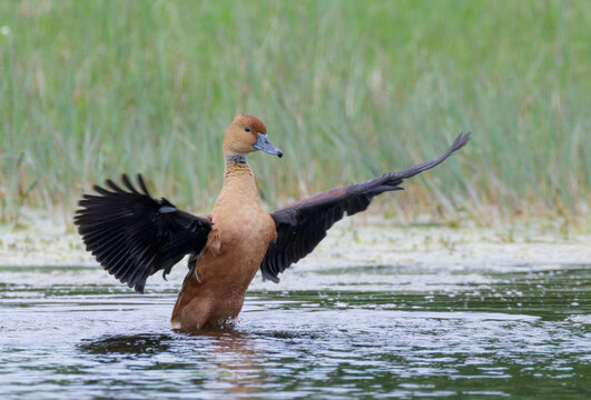 Fulvous Whistling Duck (Dendrocygna bicolor) splashing wings during migration, Galveston, Texas, USA.