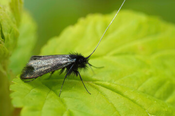 Fototapeta premium Closeup on the small green longhorn moth, Adela reaumurella sitting on a green leaf