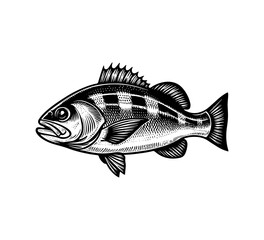 sea bass fish hand drawn vector illustration