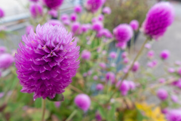 ピンク色のたくさんの花が咲くセンニチコウ