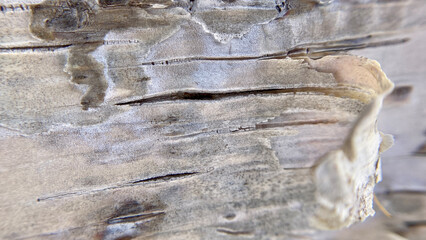 Close-up shot of the bark of Japanese white birch