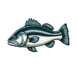 sea bass fish hand drawn vector illustration