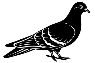 pigeon-silhouette-vector illustration white-background