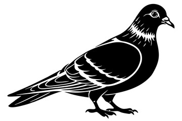 pigeon-silhouette-vector illustration white-background