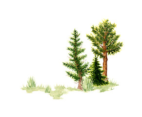 Watercolor illustration of natural landscape element. Forest wildlife scene with green grass, coniferous trees, spruce, cedar, pine. For designing compositions on the theme of forests, tourism, travel