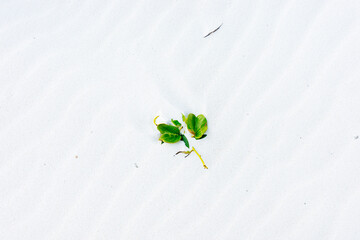 白い砂浜と植物