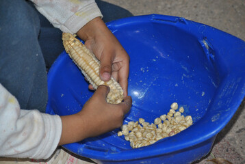 Latino boy shelling corn to plant in the field