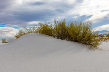 Plant life in the gypsum sand dunes.