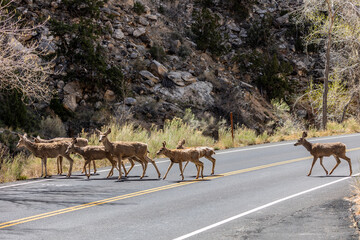 Herd of deer crossing the road at Capitol Reef National Park.