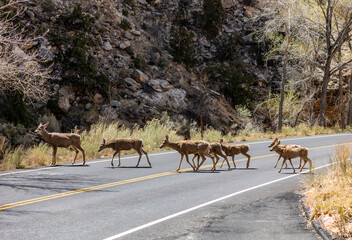 Family of deer crossing the road at Capitol Reef National Park.
