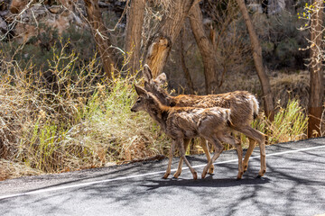 Deer in the road at Capitol Reef.